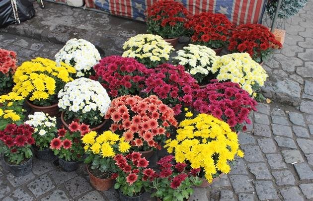 Операція "Первоцвіт"