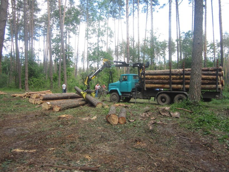 У Васильківському районі поліцейські припинили незаконну порубку лісу