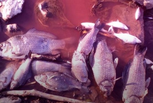 Створено робочу групу для розслідування забруднення річки Стугна