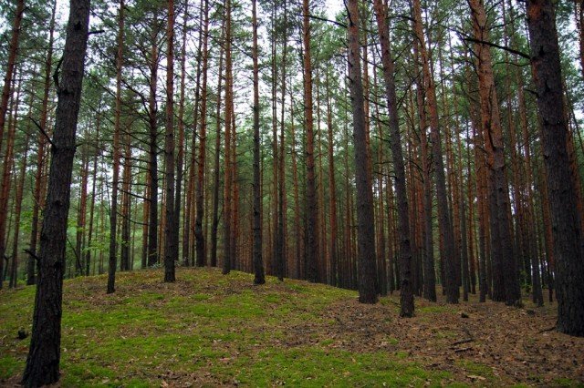 У ВАСИЛЬКОВІ ЧИНОВНИКИ ВКРАЛИ 5,5 ГЕКТАРІВ ЛІСУ