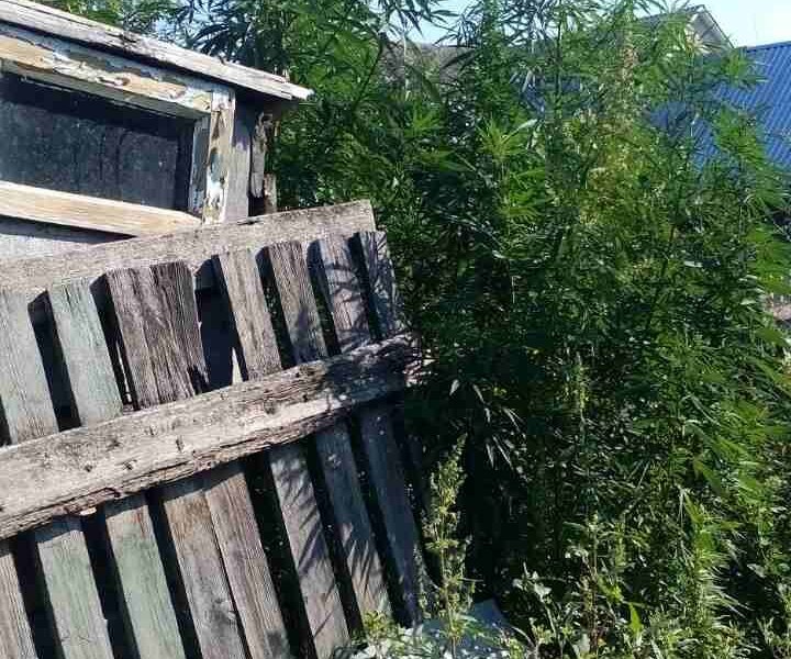 На васильківщині  виявили та знешкодили плантацію конопель