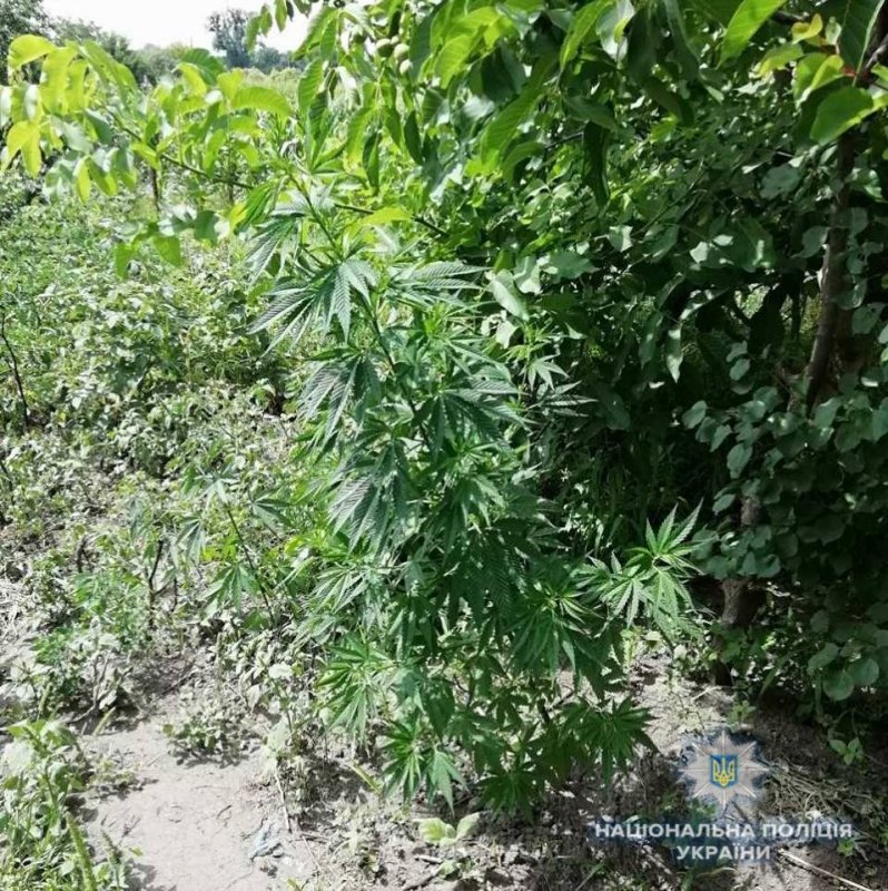 За добу поліцейські Васильківщини вилучили 425 кущів конопель