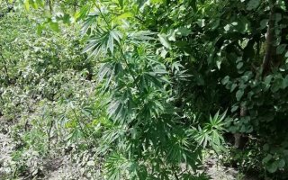 За добу поліцейські Васильківщини вилучили 425 кущів конопель