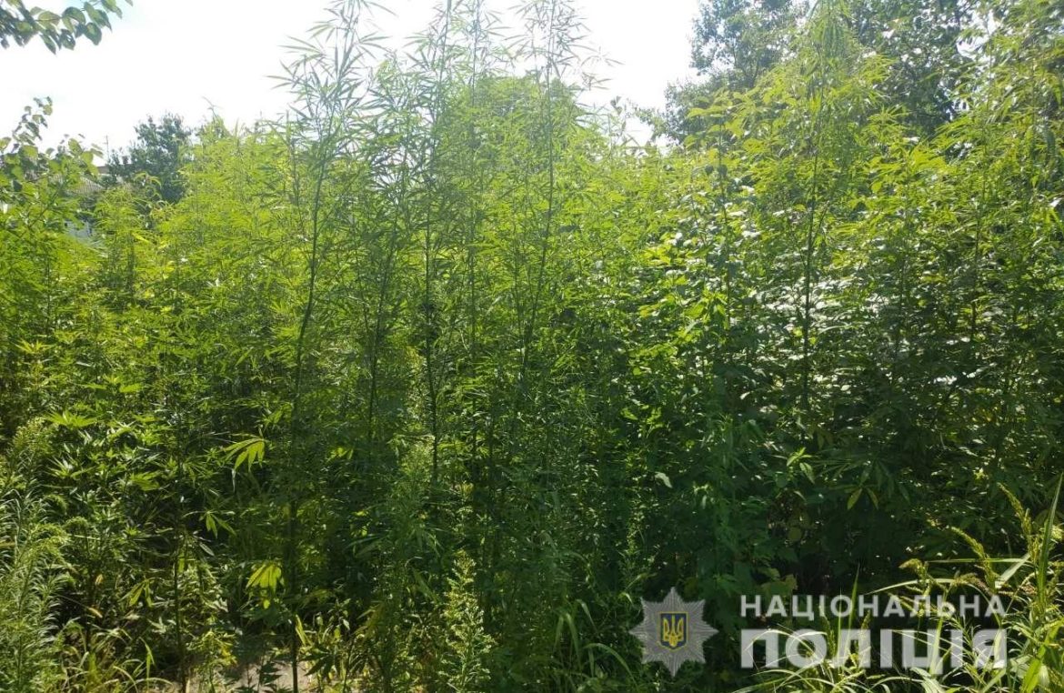 Плантацію конопель знайшли у Василькові