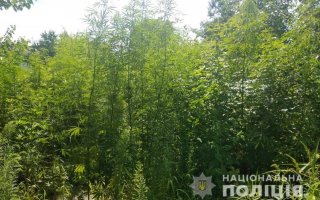 Плантацію конопель знайшли у Василькові