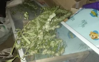 Правоохоронці Васильківщини вилучили у ділка 3 кілограми конопель