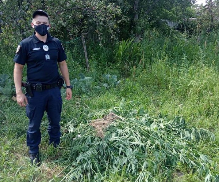 Майже 50 кущів конопель вилучили в Глевасі