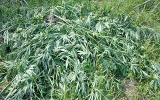 Майже 50 кущів конопель вилучили в Глевасі
