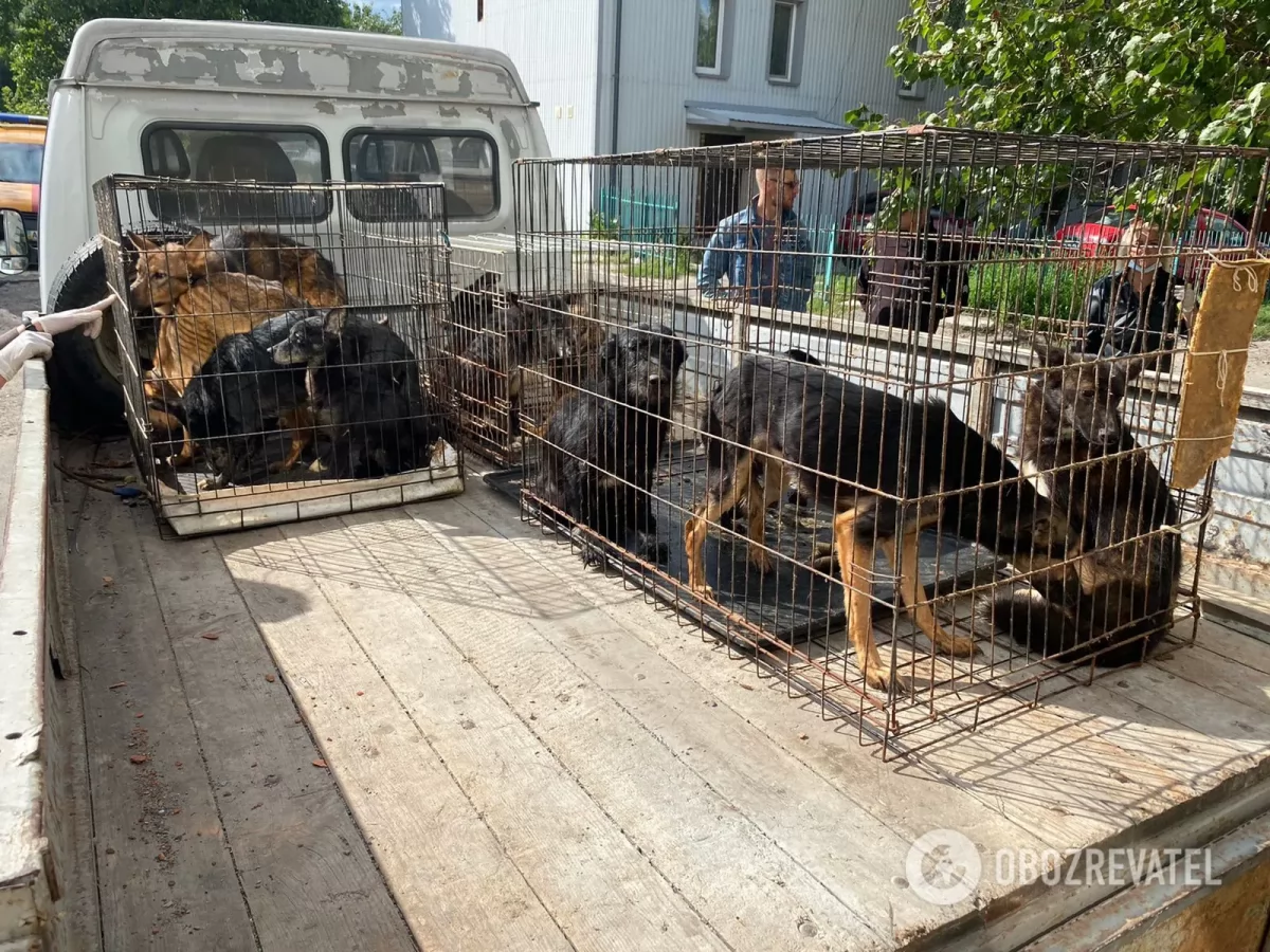 В Василькові в жахливих умовах в квартирі працював "притулок тварин"