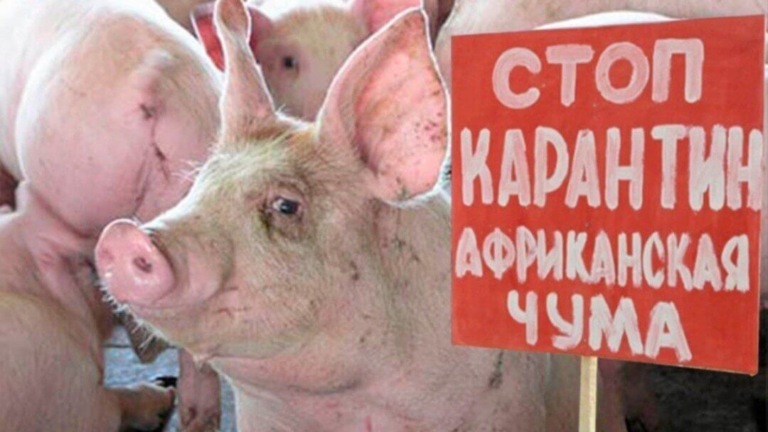 УВАГА! На Васильківщині  виявлено африканську чуму свиней
