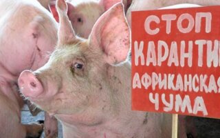 УВАГА! На Васильківщині  виявлено африканську чуму свиней