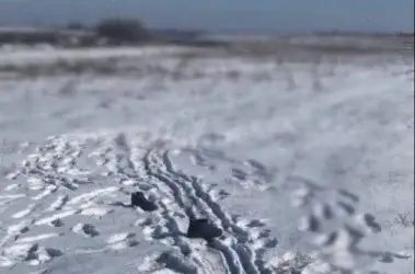 В Василькові задушили чоловіка руками і викинули у поле