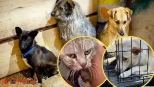 У Києві на ВДНГ можна безкоштовно забрати врятованих тварин із Херсона