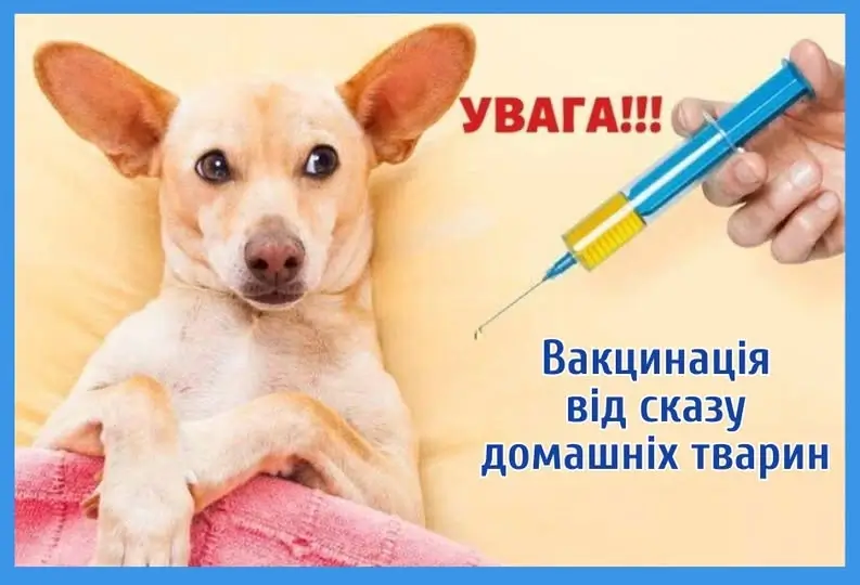 У Василькові буде проводитись щеплення домашніх тварин від сказу