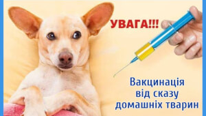 У Василькові буде проводитись щеплення домашніх тварин від сказу